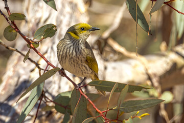 Yellow-plumed Honeyeater in South Australia