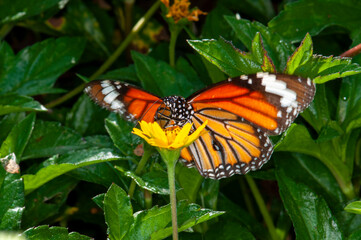 Danaus genutia or Common Tiger sits on a flower, Kharkiv, Ukraine