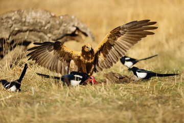 The western marsh harrier (Circus aeruginosus) also known as the Eurasian marsh harrier, defends its prey with outstretched wings from encroaching magpies.