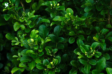 Fototapeta na wymiar abstract green leaves background, green leaves texture background, monsoon mood.