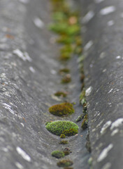 piece of vegetal moss in the hollow of a concrete roof