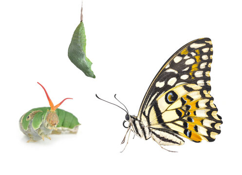 butterfly isolated on white background