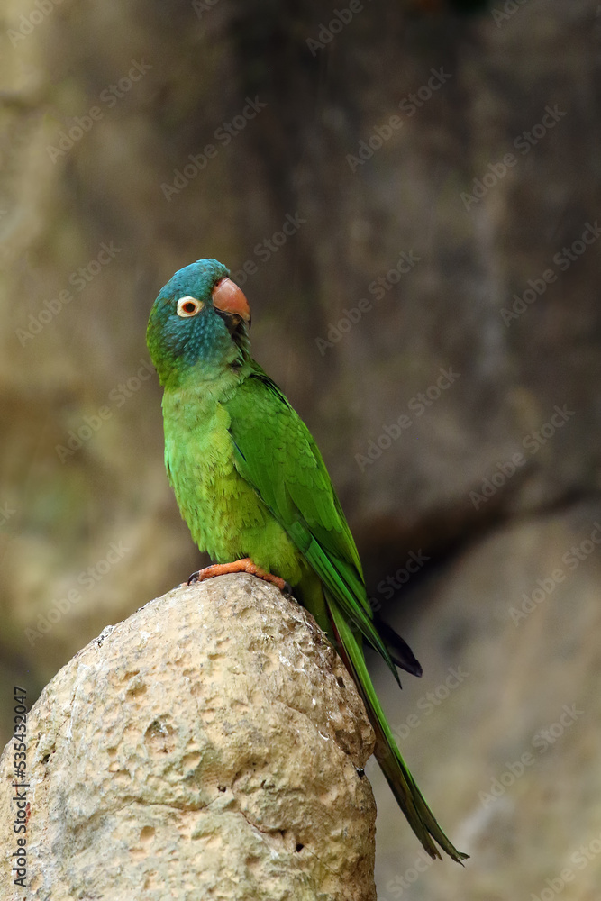 Poster The blue-crowned parakeet, blue-crowned conure, or sharp-tailed conure (Thectocercus acuticaudatus) or (Psittacara acuticaudatus) sitting on a rock. A green American parrot with an ocher background.