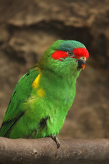 Fototapeta na wymiar The musk lorikeet (Glossopsitta concinna), a portrait of the Australian parrot. A green parrot with a red forehead and a bluish head.