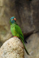 The blue-crowned parakeet, blue-crowned conure, or sharp-tailed conure (Thectocercus acuticaudatus) or (Psittacara acuticaudatus) sitting on a rock. A green American parrot with an ocher background. © Karlos Lomsky