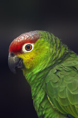 The lilacine amazon (Amazona autumnalis lilacina) or Ecuadorian red-lored amazon, portrait of a rare parrot.