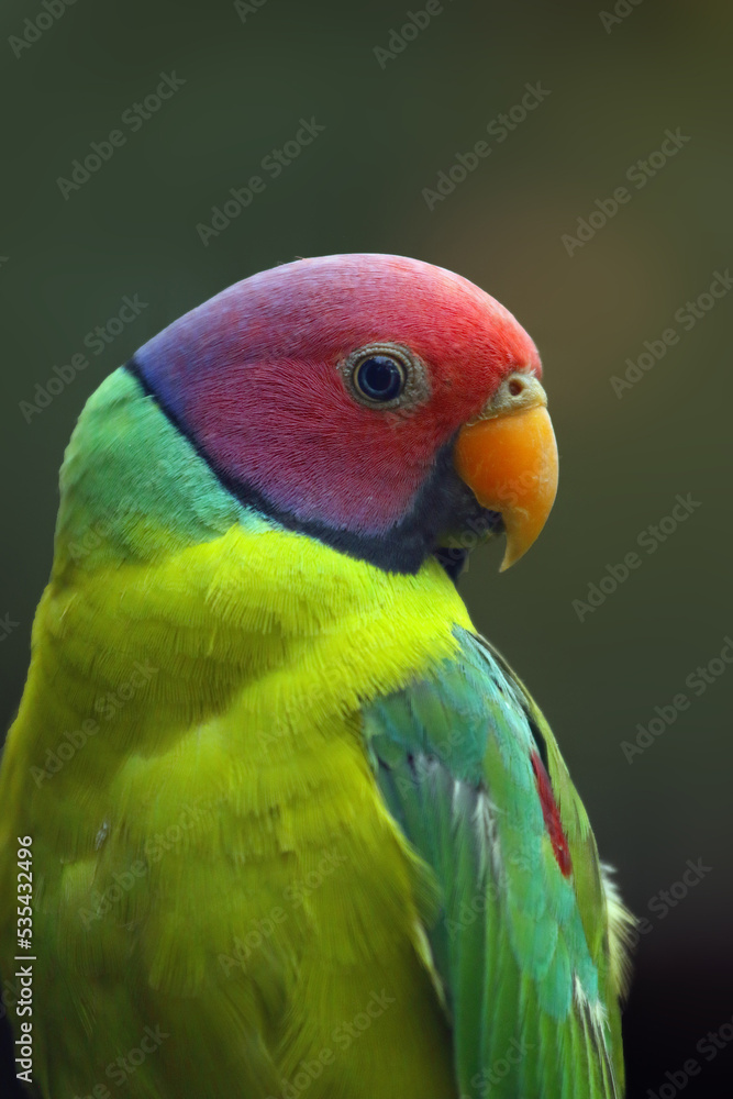 Poster The plum-headed parakeet (Psittacula cyanocephala), a portrait of an Indian parakeet with a pink head and a green body. Portrait of a parrot with a green background.