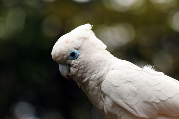 Solomons cockatoo (Cacatua ducorpsii), also known as the Ducorps's cockatoo, Solomons corella or...