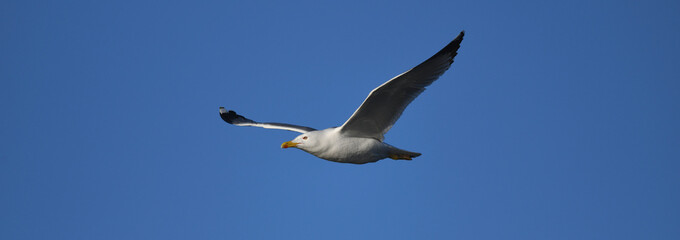 Yellow-legged Gull // Mittelmeermöwe (Larus michahellis) - Greece // Griechenland