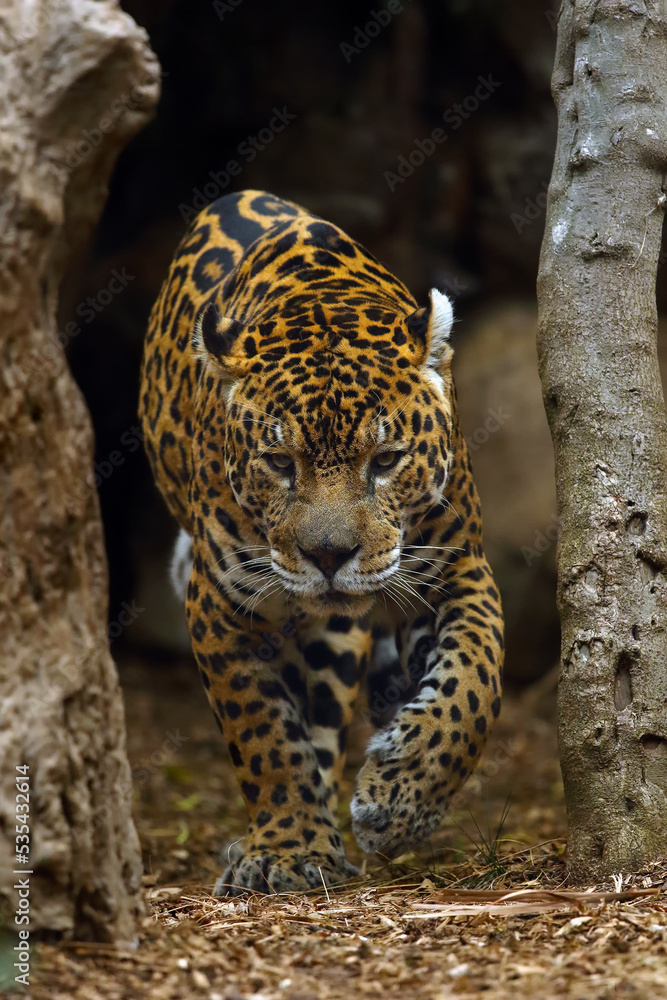 Wall mural The jaguar (Panthera onca) passing between two trees. A large male jaguar with a dark background. Big spotted cat.