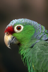 The red-lored amazon or red-lored parrot (Amazona autumnalis), portrait. Portrait of a green parrot on a dark background. Red-lored amazon subspecies Amazona autumnalis salvini.