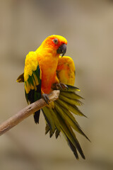 The sun parakeet (Aratinga solstitialis), stretching its wings on a branch. Yellow parrot with light background and spread tail. Natural behavior of a parrot when relaxing.