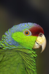 The lilac-crowned amazon (Amazona finschi), portrait. Portrait of lilac-crowned amazona subspecies amazona finchi finchi. Portrait of a parrot with a dark background.