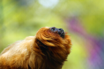 The golden lion tamarin (Leontopithecus rosalia) sitting on a branch with a colorful background of a blooming forest. Portrait of a little golden monkey on a green background.