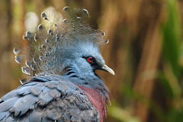The Victoria crowned pigeon (Goura victoria), portrait of a big blue pigeon with a tuft on its head.