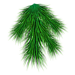Prickly spruce branch for christmas