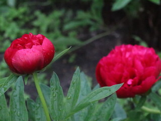 Crimson peonies on a black and green background