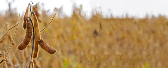 Ripe soybean pods, close up. Agricultural soy plantation on field.