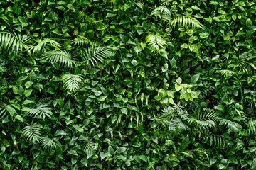 Fototapeten fern leaf background. tropical plant wall. © Yido
