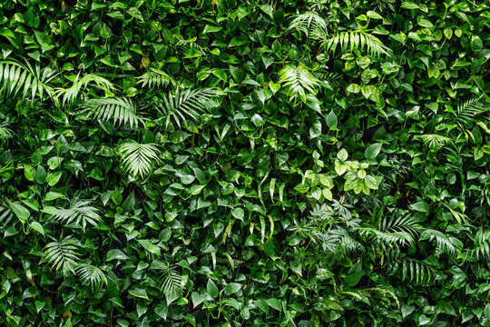 fern leaf background. tropical plant wall.