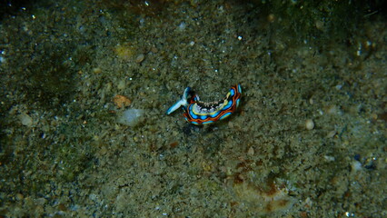 Fototapeta na wymiar Sacoglossan sea slug Splendid elysia or Splendid velvet snail (Thuridilla hopei) close-up undersea, Aegean Sea, Greece, Halkidiki 