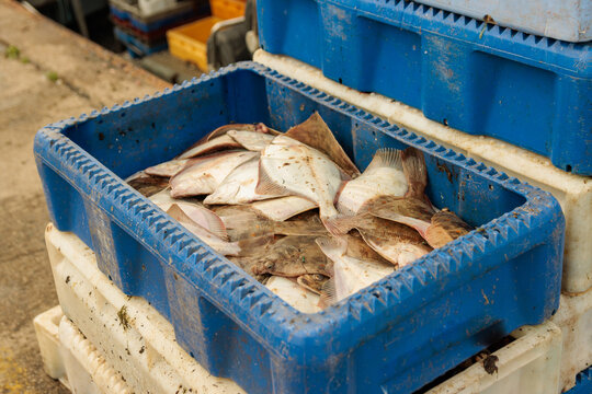 Świeże ryby w porcie