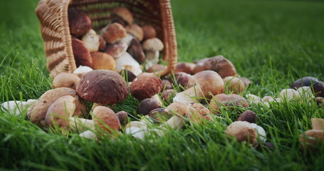 Wicker basket with forest mushrooms that scattered on the grass