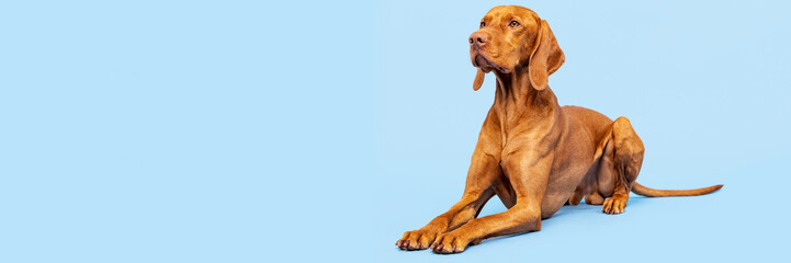 Beautiful hungarian vizsla dog full body studio portrait. Dog lying down and looking up over pastel blue background. Family dog banner...