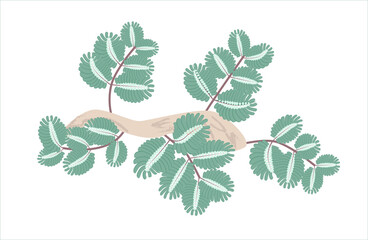 Water mimosa Neptunia Oleracea is an edible legume plant