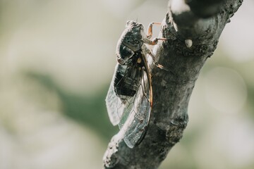 A cicada sits on a fig tree on summer, closeup shot. Singing loudly to call the female. Intense...