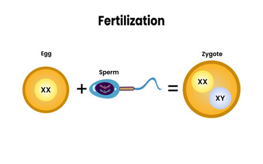 Fertilization. fusion of two haploid gametes to form a diploid zygote. human reproduction. - obrazy, fototapety, plakaty