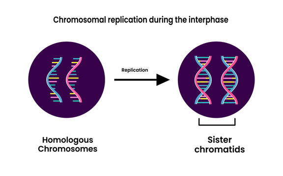 Chromosomal replication during the interphase. Sister Chromatids. Vector illustration.