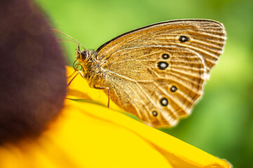 The specimen - a species of insect from the order of butterflies.