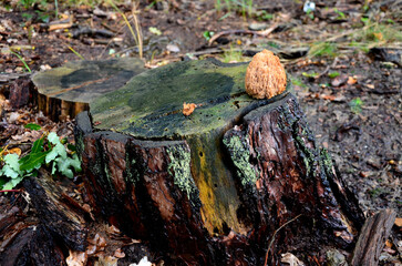 medium to large, bushy, salmon-pink when young, later yellow-pink, yellow to yellow-ochre. they are...