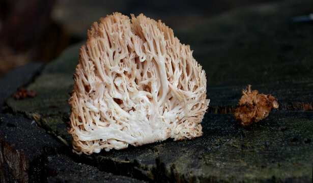 medium to large, bushy, salmon-pink when young, later yellow-pink, yellow to yellow-ochre. they are lemon yellow, jagged, they fade to ocher with age. The branching has the letter U. flesh is white