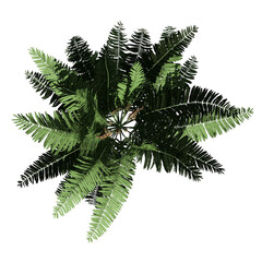 Cinnamon Fern - Top View © Elathi