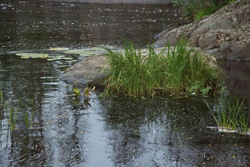 Vegetation on the river Tokhmajoki