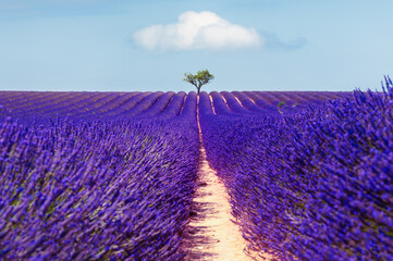 Lavender field with tree and the blue sky in Valensole, Provence, France