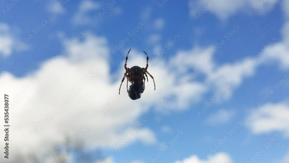 Poster spider eats wasp caught in its web against a blue sky. close-up of a spider's web with prey caught i