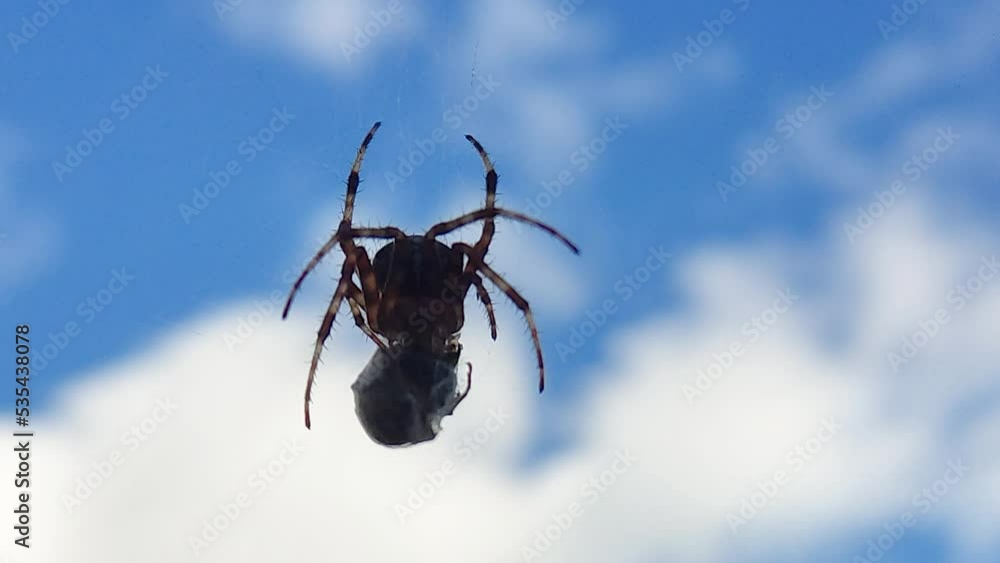 Poster spider eats wasp caught in its web against a blue sky. close-up of a spider's web with prey caught i