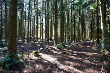 mossy cedar trees in the gleaming sunlight