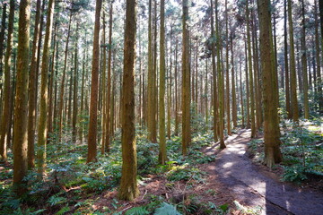 Fototapeta premium brilliant sunlight in cedar forest