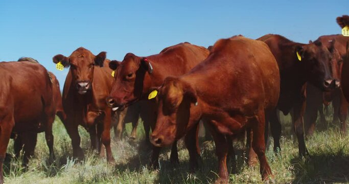 Herd Of Hungry Beef Cattle With Ear Tags Grazing In A Field with Clear Blue Skies - close up