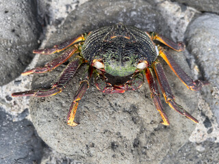 A natal thin-shelled rock crab on a rock by the sea in Tahiti
