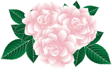 Abstract of pink rose flower with leaves on white background.