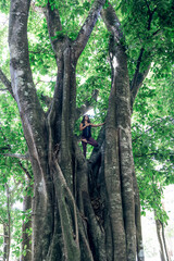 Caucasian woman doing yoga poses on a giant tree.
