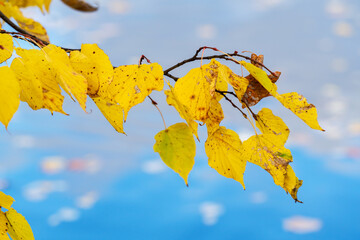 A branch of a poplar tree with yellow leaves on the background of a pond in which the blue sky is...