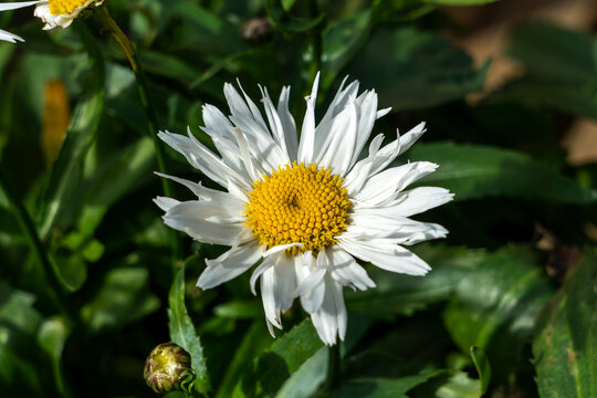 Leucanthemum x Superbum 'Madonna' a summer autumn flowering plant with a white summertime flower commonly known as Shasta Daisy, stock photo image