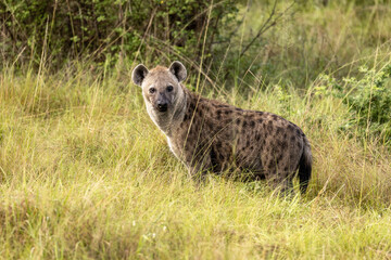 Side view of an adult spotted hyena, crocutta crocutta, in the long grass of Queen Elizabeth...