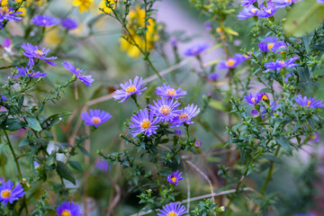 European michaelmas daisy Aster amellus 
